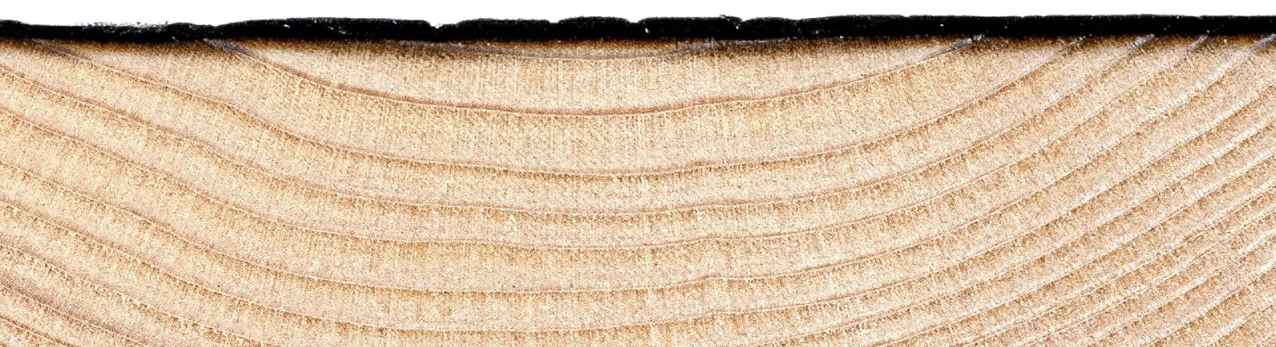 Hiilletyn puun poikkileikkaus – luonnollinen rakenne